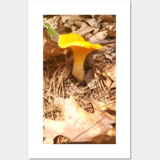 Golden Chanterelle Posters and Art